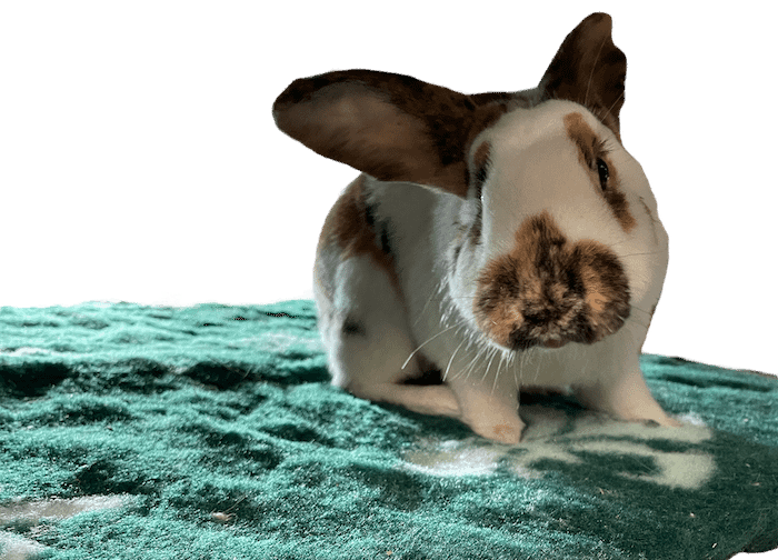 Granulé de paille - litière lapin - Le meilleur pour mon lapin